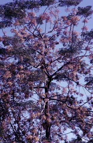 פרחים ועצים / צלם: מיכה קציר