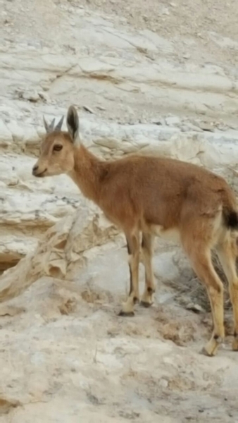 "טיולי ציפי" באזור שדה בוקר והנגב. שבת 19.11.2016