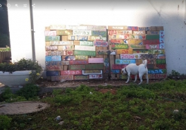 צ'ואי בוחנת את השלט החדש, מרס, 2019